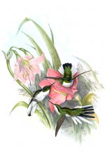 Drawings of Hummingbirds 8 - Brazilian Fairy