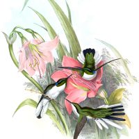 Drawings of Hummingbirds