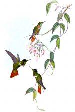 Drawings of Hummingbirds 9 - Hooded Vizor Bearer