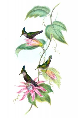 Drawings of Hummingbirds 2 - Green and Blue Crest