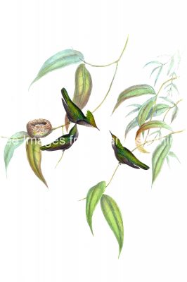 Drawings of Hummingbirds 3 - Gilt Crest