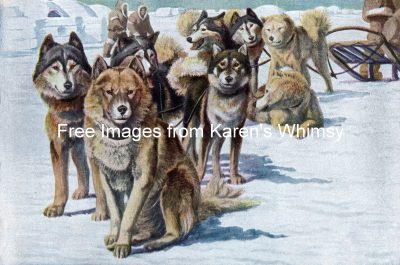 Free Dog Clipart 2 - Alaskan Eskimo Dogs