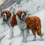 Dog Illustrations 1 - St. Bernards
