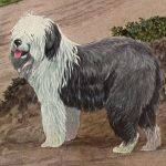 Dog Illustrations 4 - Old English Sheep Dog