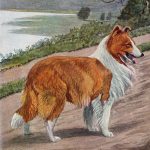 Dog Illustrations 5 - A Red and White Collie