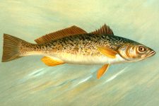 Tropical Fish 3 - The Weakfish