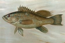 Tropical Fish 5 - The Sea Bass