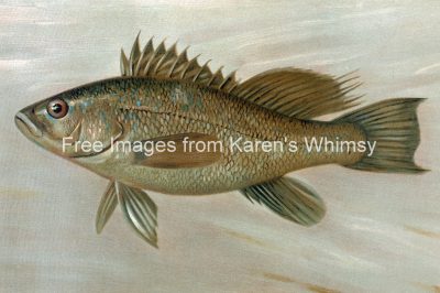 Tropical Fish 5 - The Sea Bass