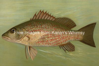 Tropical Fish 6 - The Mangrove Snapper