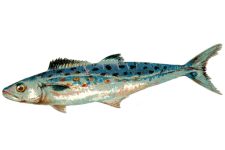 Pictures of Fish 1 - Spanish Mackerel