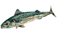 Pictures of Fish 2 - The Mackerel