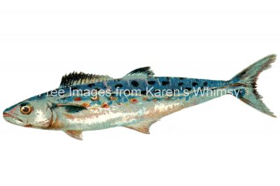 Pictures of Fish 1 - Spanish Mackerel