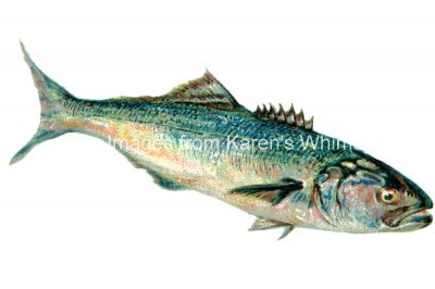 Pictures of Fish 3 - The Bluefish