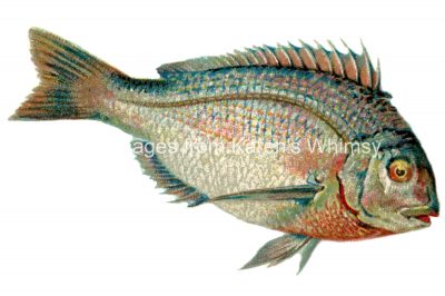 Pictures of Fish 4 - The Porgy