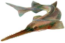 Ocean Fish 2 - The Sawfish
