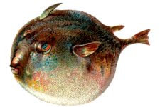 Ocean Fish 5 - The Blowfish
