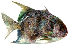 Ocean Fish 6 - The Moonfish