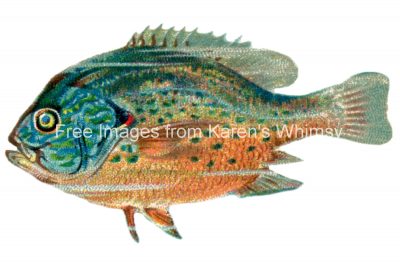 Ocean Fish 4 - The Sunfish