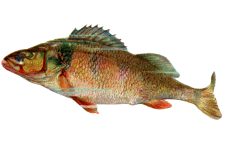 Fish Clipart 2 - The Yellow Perch