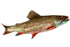 Fish Clipart 3 - The Brook Trout