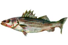 Fish Clipart 4 - The Striped Bass