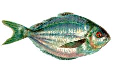 Fish Clipart 5 - The Butterfish