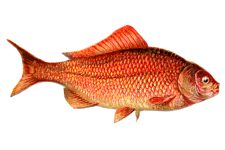 Fish Clipart 6 - The Goldfish