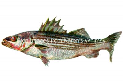 Fish Clipart 4 - The Striped Bass