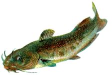Types of Fish 2 - The Catfish