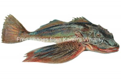 Types of Fish 3 - The Sea Robin