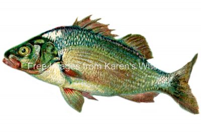 Types of Fish 5 - The Perch