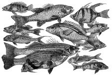 Fish Species 1 - Perch Family