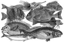 Fish Species 2 - Spine-Rayed Fishes