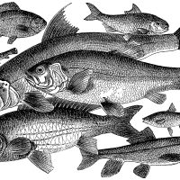 Fish Species