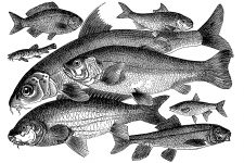 Fish Species 3 - Carp Family