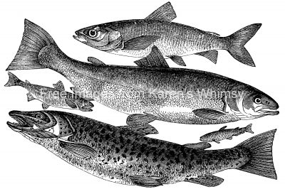 Fish Species 6 - Salmon and Trout Family