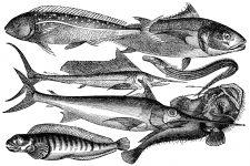 Fish Drawings 1 - Spine-Rayed Fishes