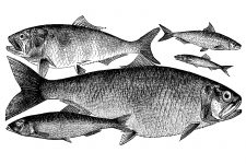 Fish Drawings 5 - Herring and Pilchard Family