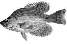 Fish Drawings 6 - The Crappie