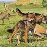 Dog Clipart 4 - Timber Wolf and Coyote