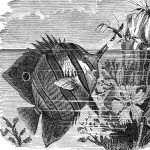 Fish Pictures 6 - The Beaked Chelmon