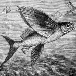 Fish Pictures 9 - The Flying Fish
