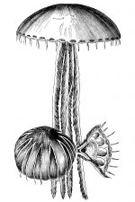 Jellyfish 1 - Chrysaora Lutea