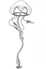 Jellyfish 11 - Eutima Elephas