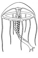 Jellyfish 12 - Transparent Eutima Lactea