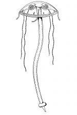Jellyfish 14 - Liriope Hyperbolica