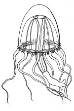 Jellyfish 15 - Eutima Gentiana