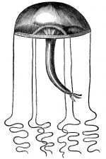 Jellyfish 3 - The Long and Lanky Dianaea