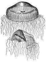 Jellyfish 4 - Aequorea Cyanea