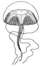 Jellyfish 6 - Geryonia Proboscidalis